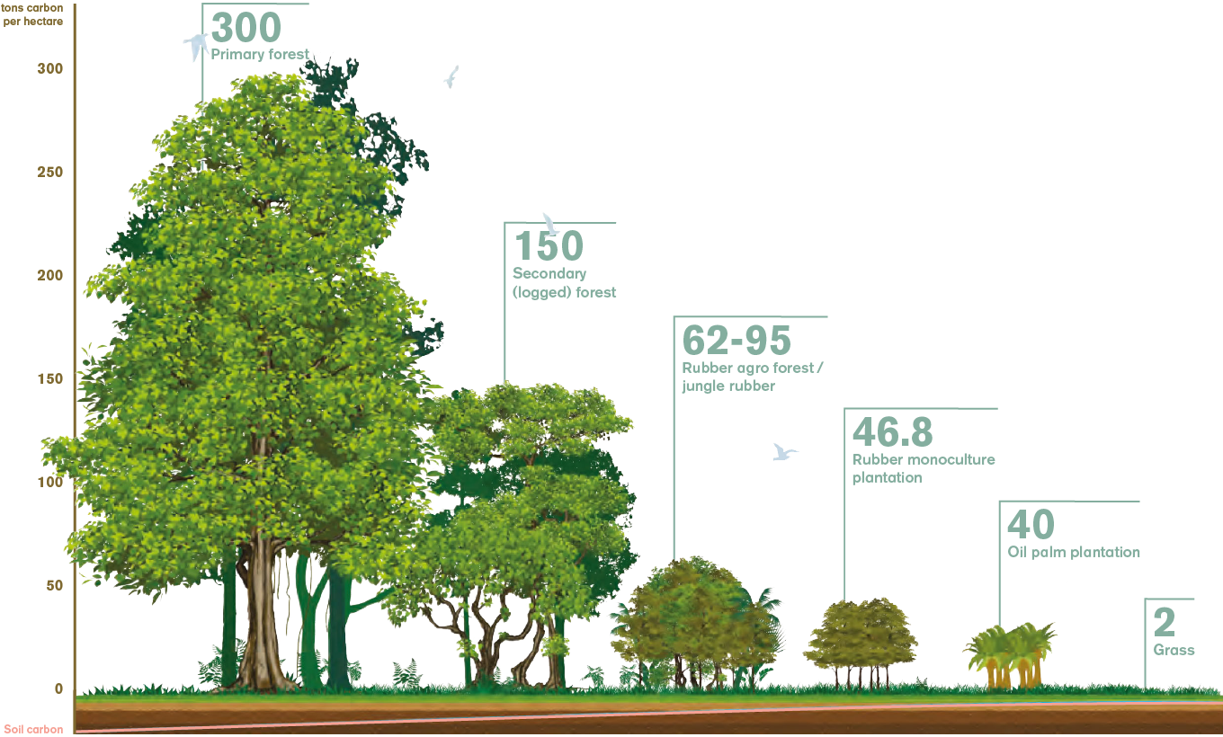 co2_binding_forests_EN-1x