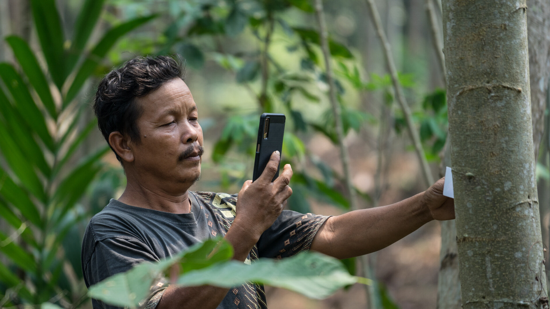 TREEO_App_tree_scanning_Indonesia